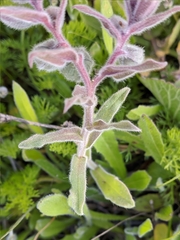 Nonea vesicaria