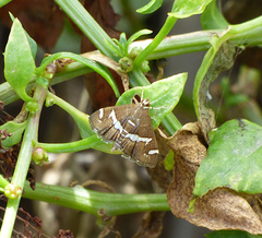 Spoladea recurvalis