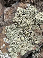 Rhizoplaca opiniconensis