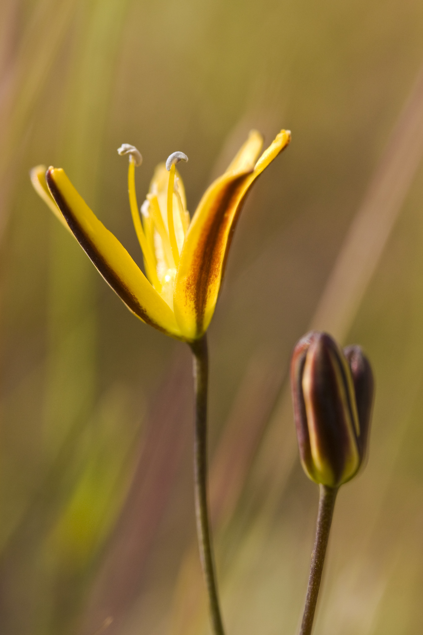 Bloomeria humilis