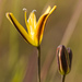 Bloomeria humilis - Photo (c) Ken-ichi Ueda,  זכויות יוצרים חלקיות (CC BY)