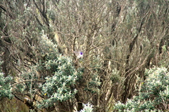 Oreotrochilus chimborazo