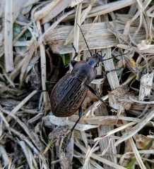 Carabus maeander