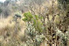 Oreotrochilus chimborazo