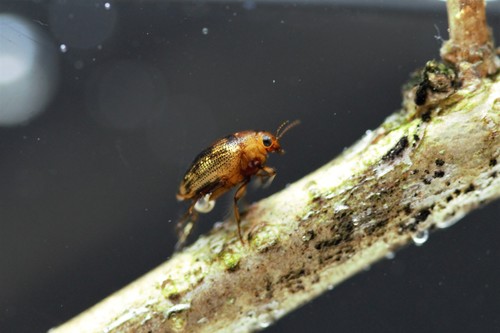 Haliplus fulvus