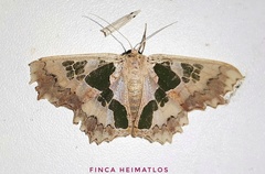 Trygodes viridiplena