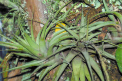 Tillandsia incarnata