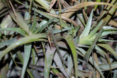 Tillandsia incarnata
