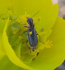 Clanoptilus abdominalis