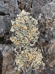 Rhizoplaca subdiscrepans