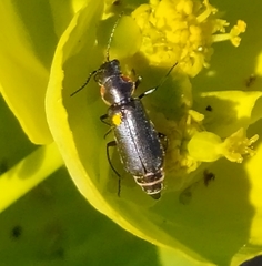 Clanoptilus abdominalis