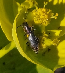 Clanoptilus abdominalis