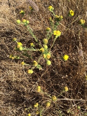 Holocarpha macradenia