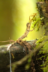 Anolis proboscis