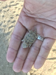 Phrynosoma coronatum