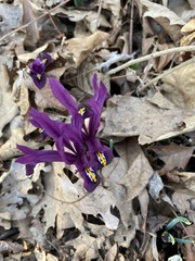 Iris reticulata