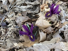 Iris reticulata