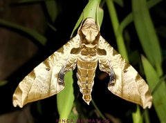 Protambulyx eurycles