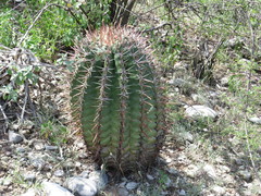 Ferocactus recurvus recurvus