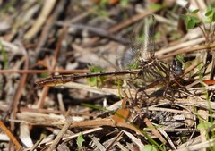 Phanogomphus minutus