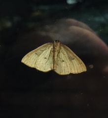 Thallophaga hyperborea