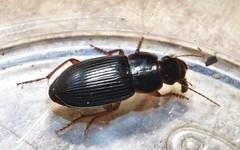Selenophorus opalinus