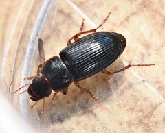 Selenophorus opalinus