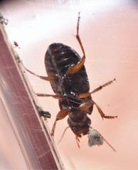 Selenophorus opalinus