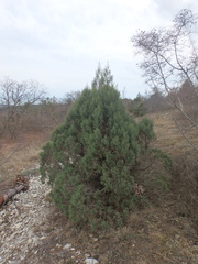 Juniperus excelsa
