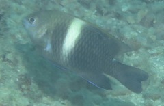 Chrysiptera biocellata