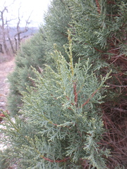 Juniperus excelsa