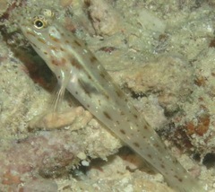 Ctenogobiops crocineus