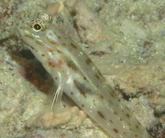 Ctenogobiops crocineus