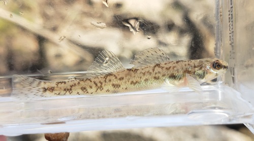 Bluntnose darter (Etheostoma chlorosomum) — Percidae