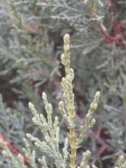 Juniperus excelsa