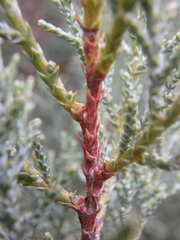 Juniperus excelsa