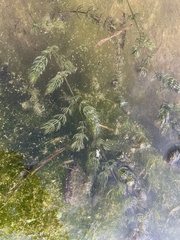 Ceratophyllum