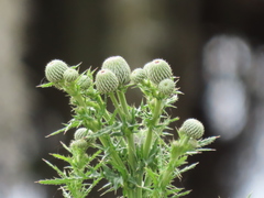 Cirsium nuttalii image