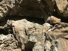 Petrosaurus thalassinus