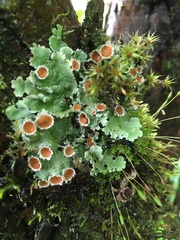 Ricasolia quercizans