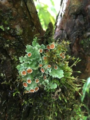 Ricasolia quercizans