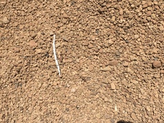 Sphingonotus willemsei