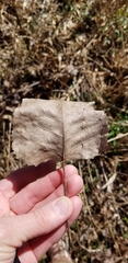Populus deltoides deltoides