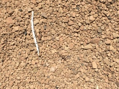 Sphingonotus willemsei