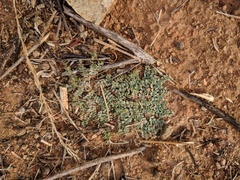 Euphorbia polycarpa polycarpa