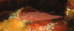 Trimma annosum