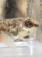 Etheostoma chlorosoma