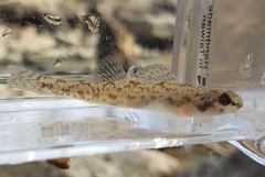Etheostoma chlorosoma