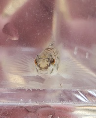 Etheostoma chlorosoma