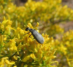 Epicauta fortis